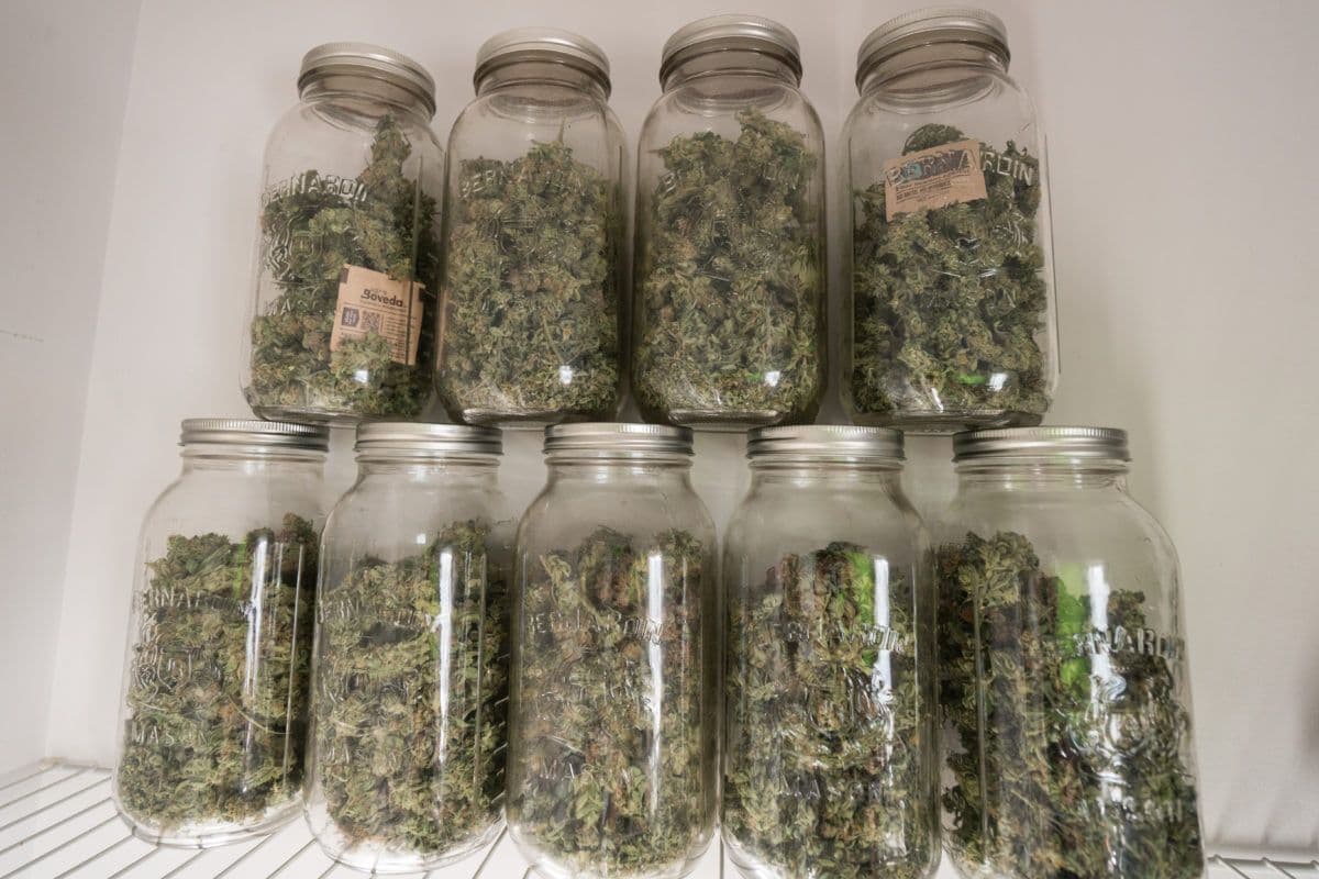 Indica vs. Sativa – Cannabissamen kaufen legal in Deutschland