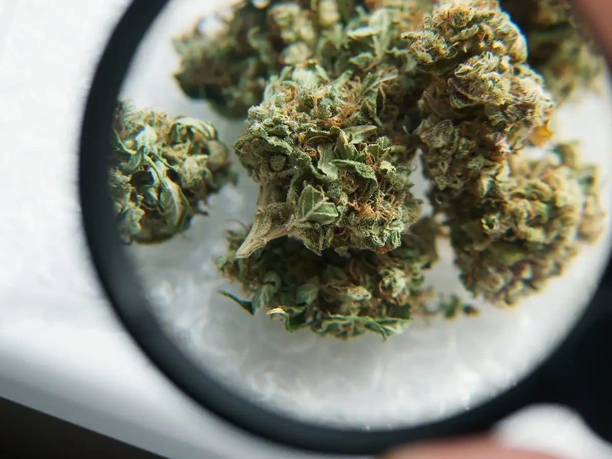 Cannabissorten, die du lieben wirst: Unsere besten Marihuanasamen