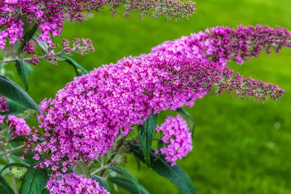 Jetzt neu: Heckenpflanzen für private Gartenliebhaber