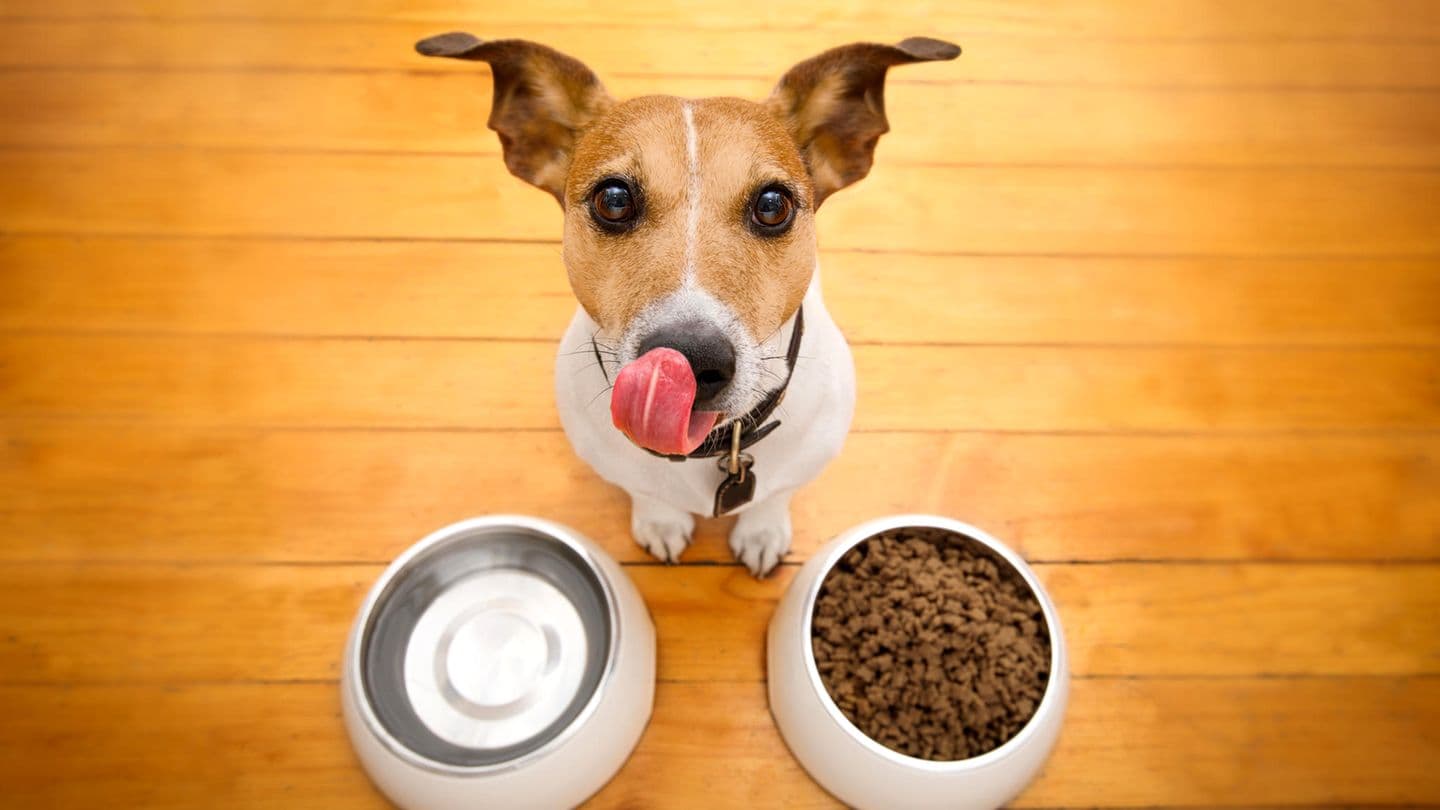 Schwanzwedelnder Geschmackstest: Die ultimative Hundefutter-Rezension