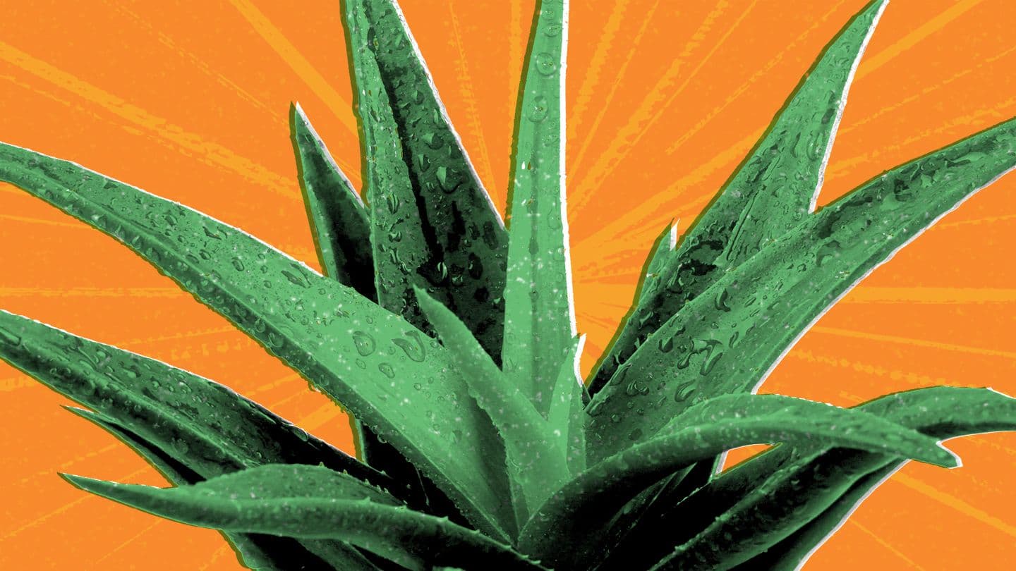 Entdecken Sie ganzheitliches Wohlbefinden mit Forever Living Aloe Vera