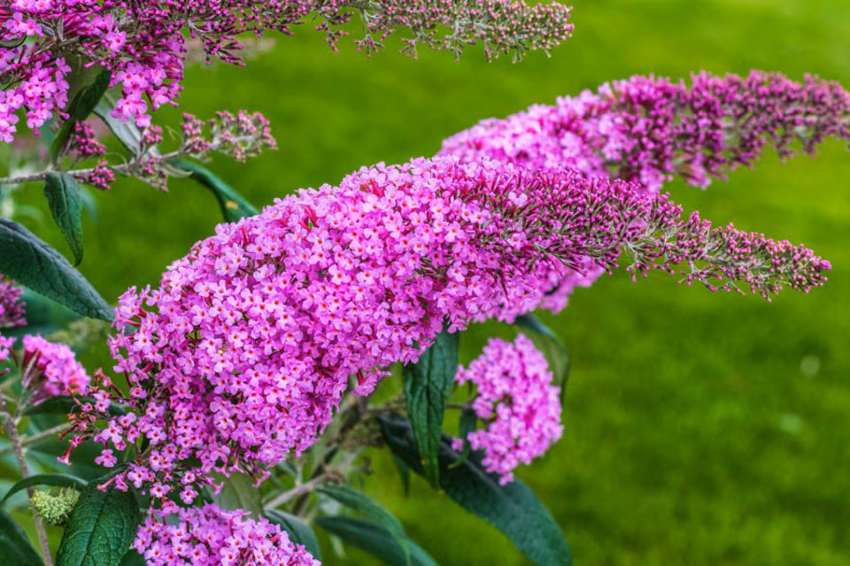 Jetzt neu: Heckenpflanzen für private Gartenliebhaber