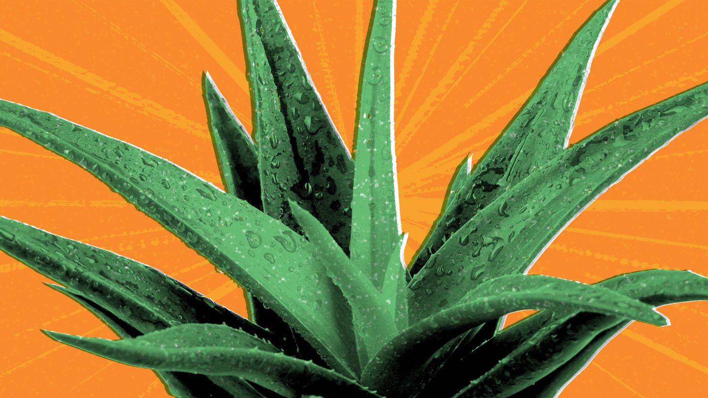 Entdecken Sie ganzheitliches Wohlbefinden mit Forever Living Aloe Vera